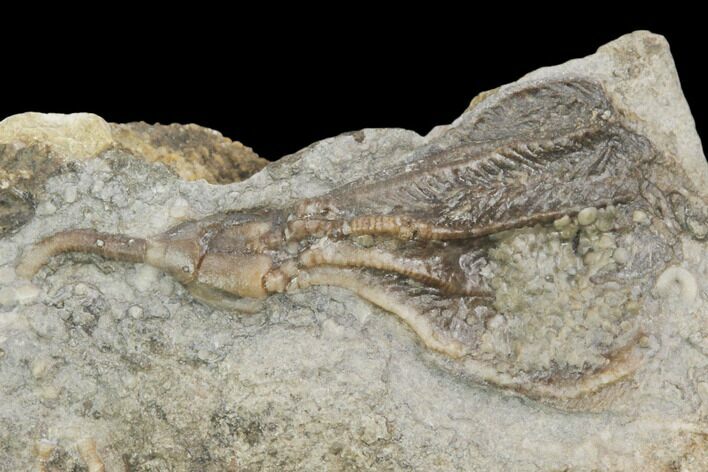 Crinoid (Dichocrinus) Fossil - Iowa #126190